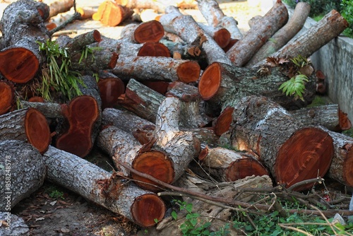 Freshly cut tree wood piles up photo