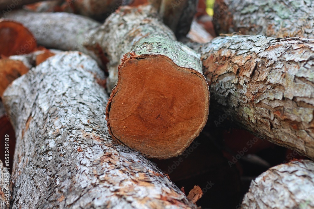 Fototapeta premium A detailed view of a freshly sawed tree trunk, highlighting its annual growth rings and woody texture, taken in indonesia.