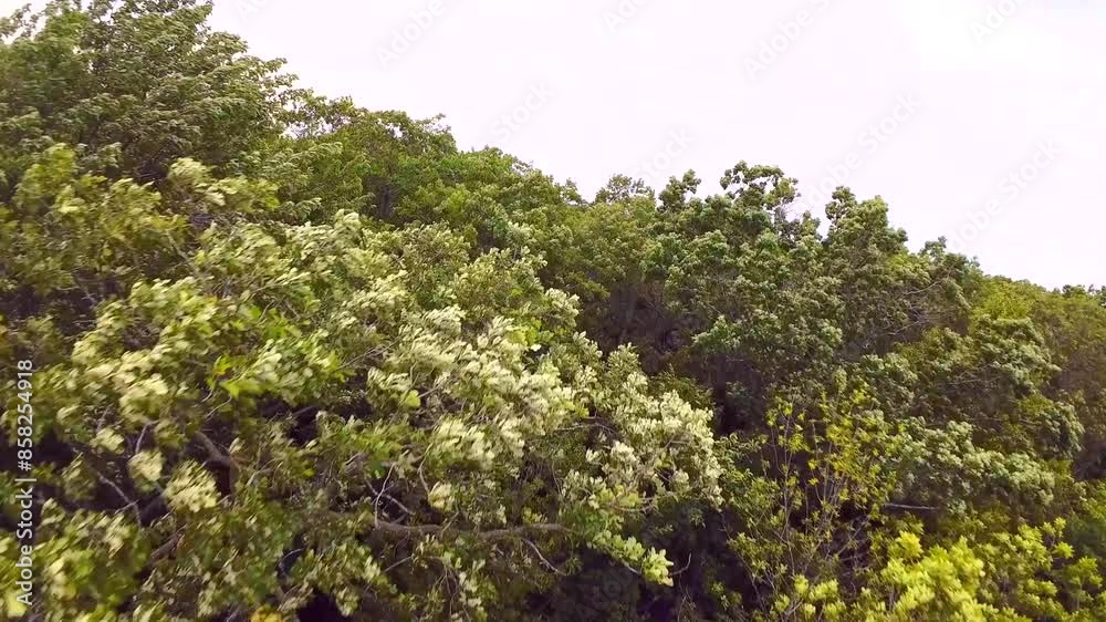 Fast exciting cinematic FPV drone flying low over rural treetops and wheat fields. FPV speed and style is the cure for boring aerial footage. Fast exciting cinematic FPV drone flying low over rural treetops and wheat fields. FPV speed and style is the cure for boring aerial footage.