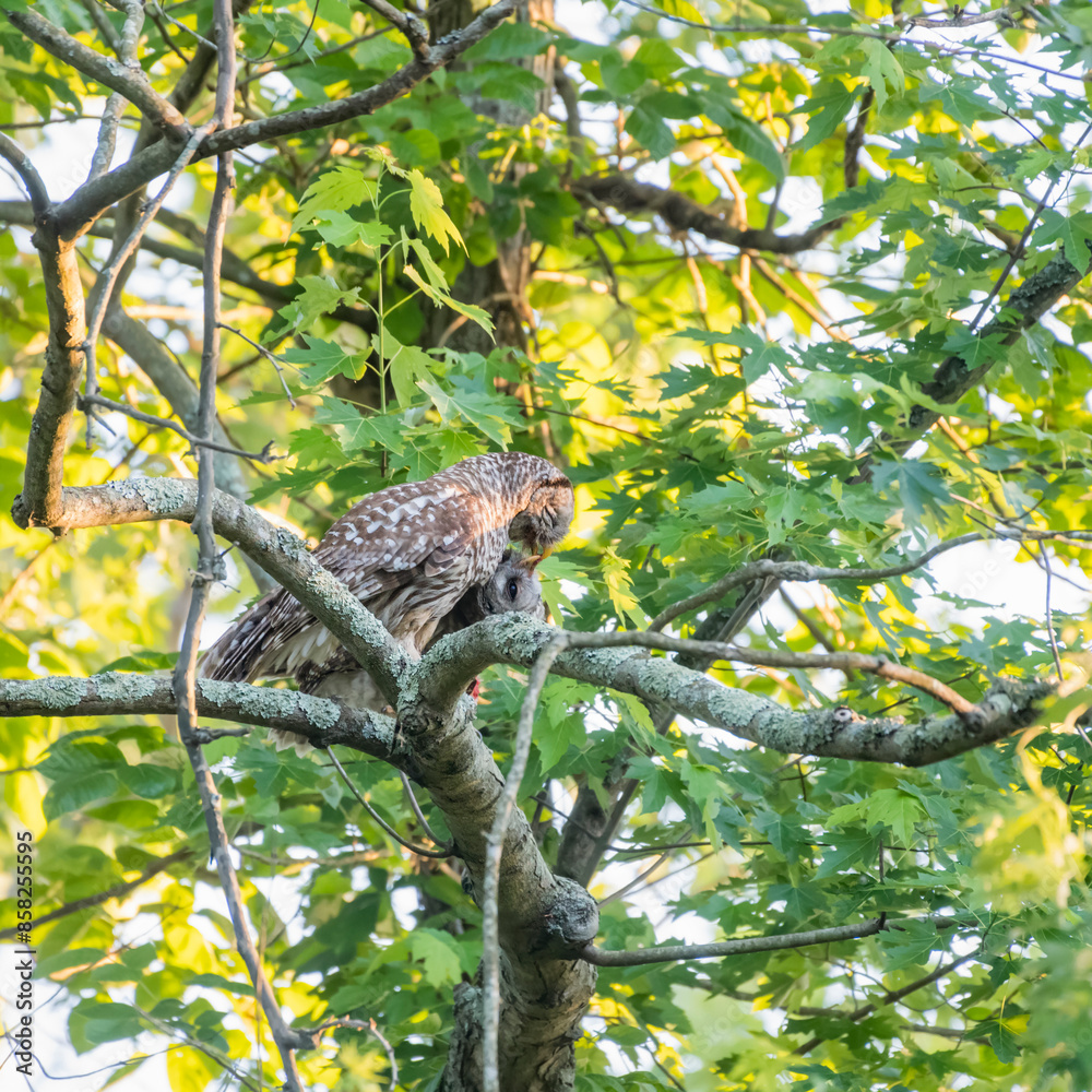 A Barred owl feeding its owlet.Chesapeake and Ohio Canal National Historical Park.Maryland.USA A Barred owl feeding its owlet.Chesapeake and Ohio Canal National Historical Park.Maryland.USA