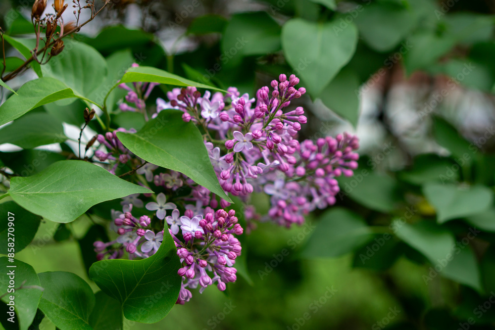 bright flowers on a background of green leaves bright flowers on a background of green leaves
