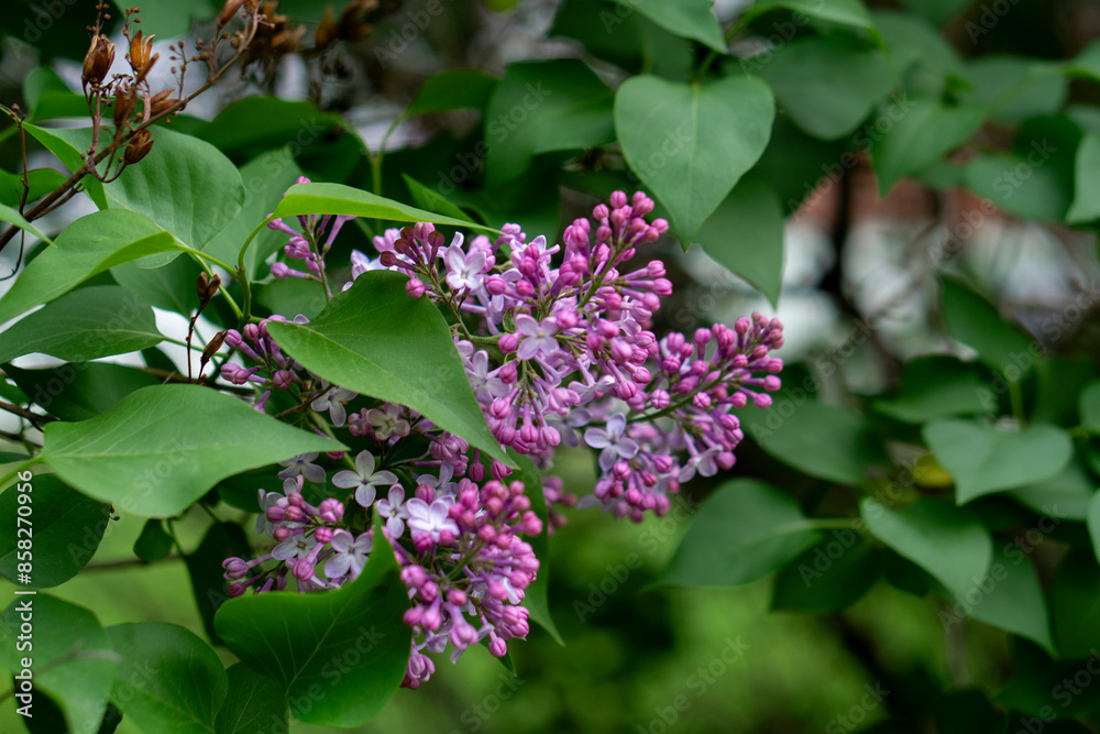 bright flowers on a background of green leaves bright flowers on a background of green leaves