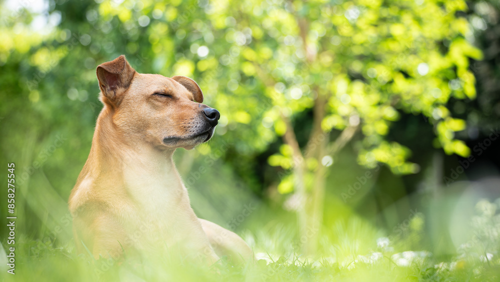Mixed breed dog sitting in grass with eyes closed Mixed breed dog sitting in grass with eyes closed