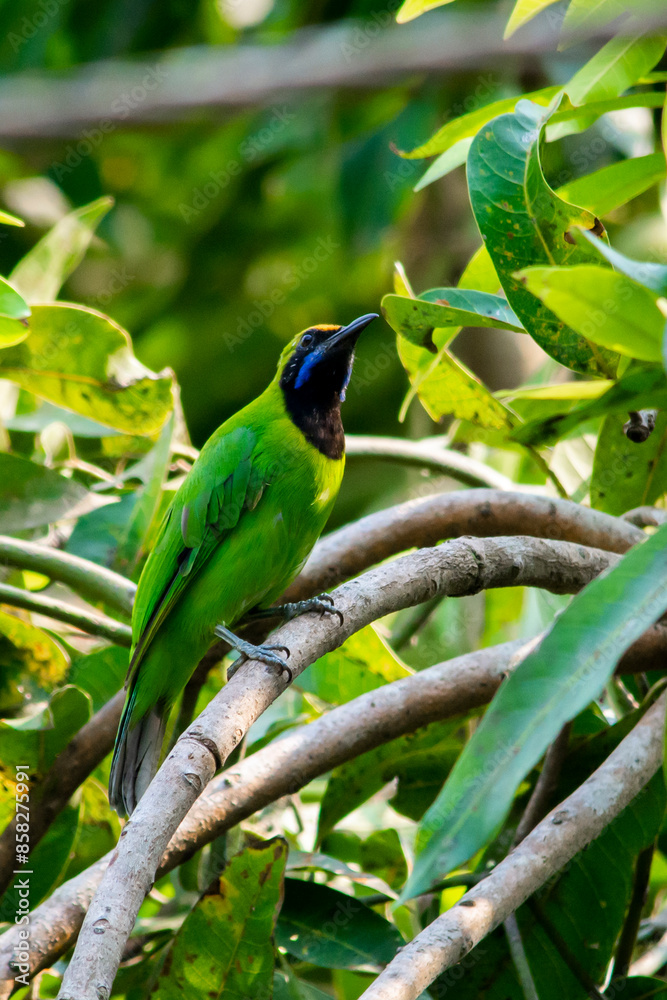 Naklejka premium Golden-fronted leafbird