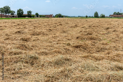 Hay drying in the field where it was cut with typical farmhouses in the background in the Po Valley in italy