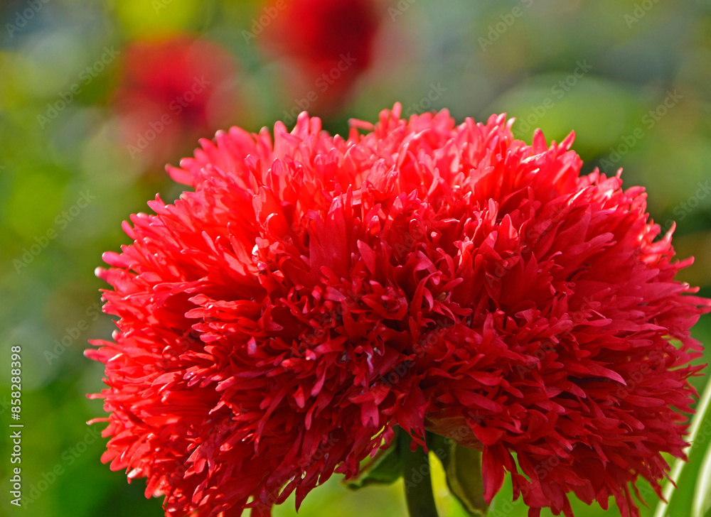 Mak lekarski, mak ogrodowy, mak uprawny, mak pełny, Papaver somniferum, pełne, czerwone kwiaty maku ogrodowego, Opium poppy flower, Feathered, fringed Papaver somniferum, Crimson Feathers
Mak lekarski, mak ogrodowy, mak uprawny, mak pełny, Papaver somniferum, pełne, czerwone kwiaty maku ogrodowego, Opium poppy flower, Feathered, fringed Papaver somniferum, Crimson Feathers
