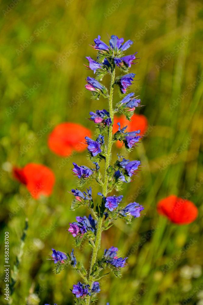 niebieskie kwiaty na łące, dziki Żmijowiec zwyczajny (Echium vulgare), fioletowe kwiaty żmijowca na tle czerwonych maków polnych, viper's bugloss, blueweed,blueweed flowers niebieskie kwiaty na łące, dziki Żmijowiec zwyczajny (Echium vulgare), fioletowe kwiaty żmijowca na tle czerwonych maków polnych, viper's bugloss, blueweed,blueweed flowers