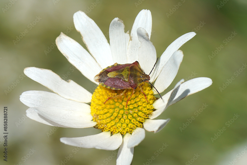 Close up shield bug named Carpocoris purpureipennis, family Pentatomidae on flower of ox-eye daisy, marguerite, Leucanthemum vulgare. Summer, June, France Close up shield bug named Carpocoris purpureipennis, family Pentatomidae on flower of ox-eye daisy, marguerite, Leucanthemum vulgare. Summer, June, France
