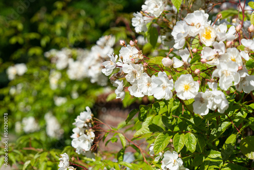 Rambling rose Bobbie James in full bloom climbing up a brick wall in an elegant cottage garden