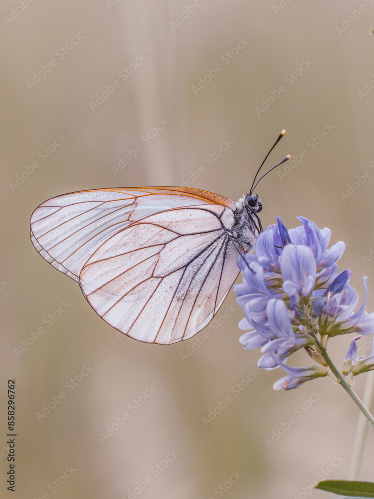 Seitliche Nahaufnahme eines Baumweißlings (Aporia crataegi), der auf violetten Blüten sitzt. Der Hintergrund ist neutral gehalten.