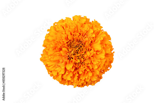 Fototapeta Naklejka Na Ścianę i Meble -  Marigold flower isolated on a white background. Decorative element for design Day of the Dead and Indian holidays. Flat lay