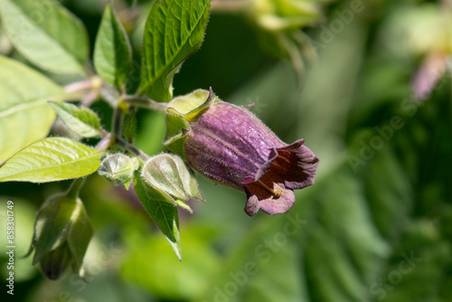 Foto Purple Belladonna flower outdoors in springtime close up