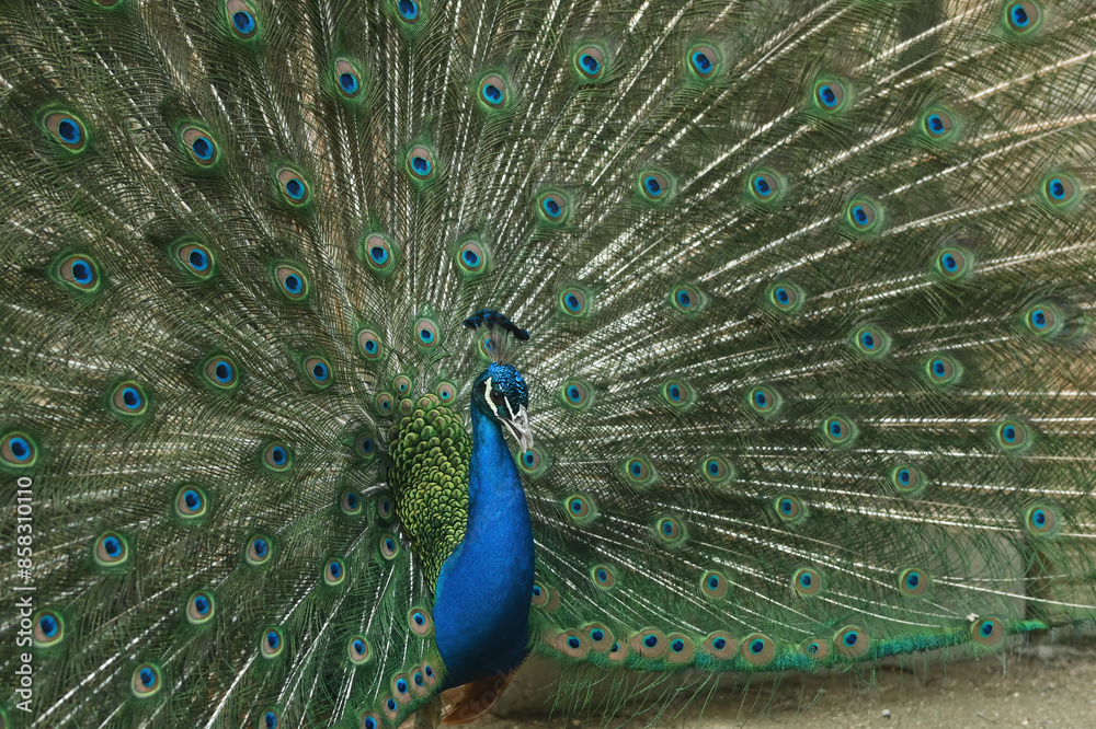 Naklejka premium A magnificent peacock in full display, with its vibrant tail feathers fanned out in an impressive circular formation. The peacock's body features iridescent blue and green hues