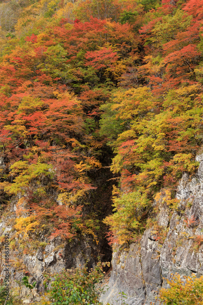秘境 秋山郷の紅葉・中津川渓谷、前倉橋からの眺め（日本、新潟県津南町）