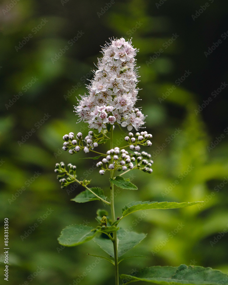 Beautiful flowers around Finnish countryside Beautiful flowers around Finnish countryside