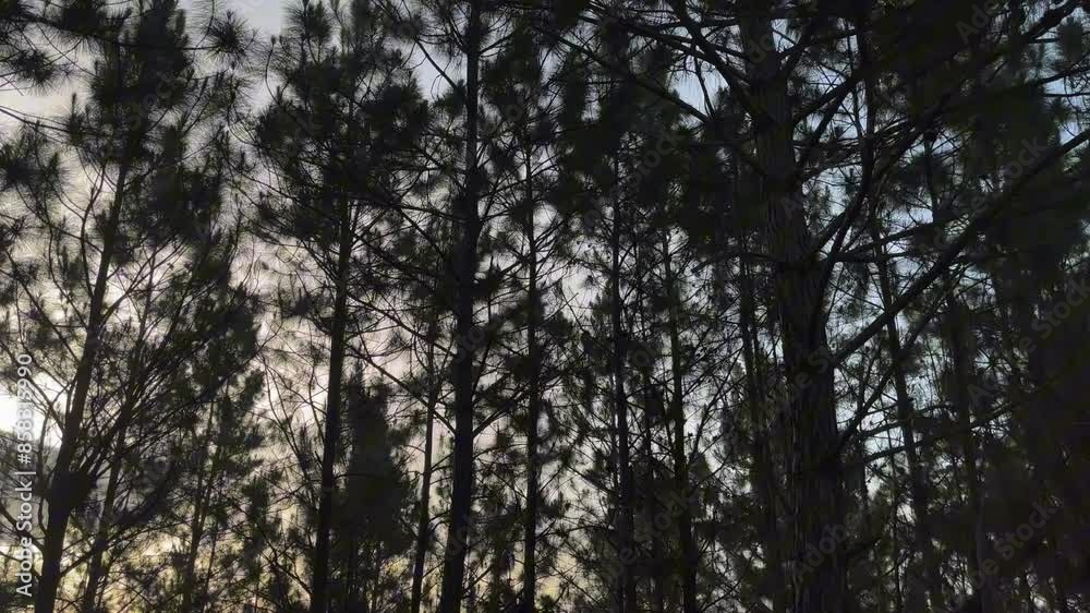 sunset in the woods sunset in the woods