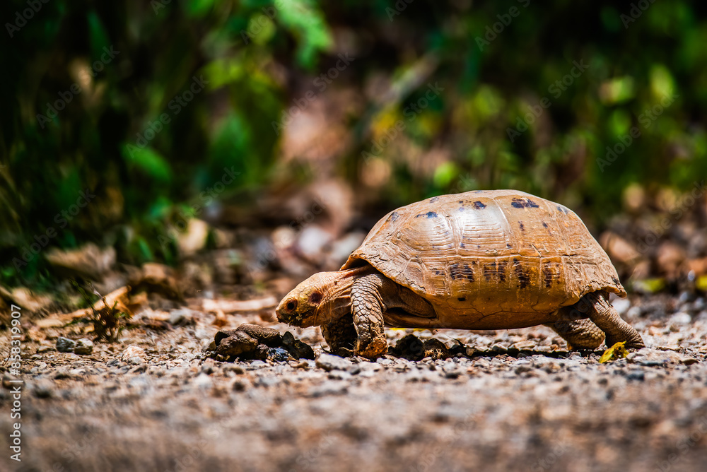 Elongated tortoise in the nature, Indotestudo elongata