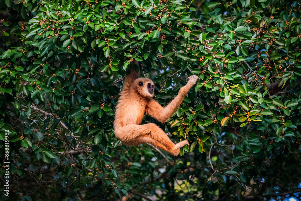 White-handed gibbon or Gibbons on trees