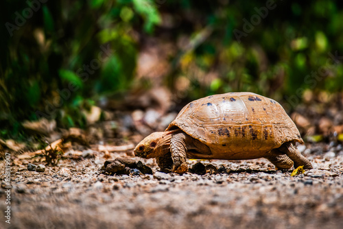 Obraz na płótnie Elongated tortoise in the nature, Indotestudo elongata w salonie