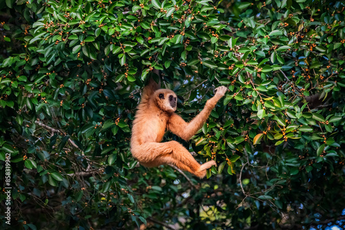 Obraz na płótnie White-handed gibbon or Gibbons on trees w salonie