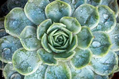 Water droplets on Echeveria succulent photo