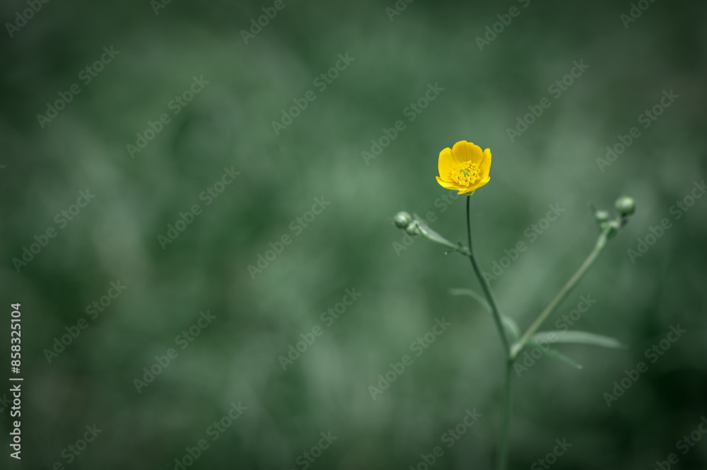 Buttercup is caustic (Ranúnculus ácris) close-up. A yellow spring flower on a plain background