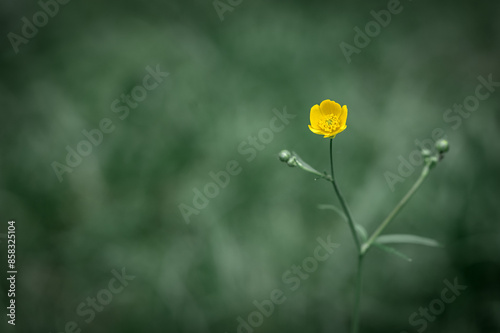 Obraz na płótnie Buttercup is caustic (Ranúnculus ácris) close-up. A yellow spring flower on a plain background w salonie