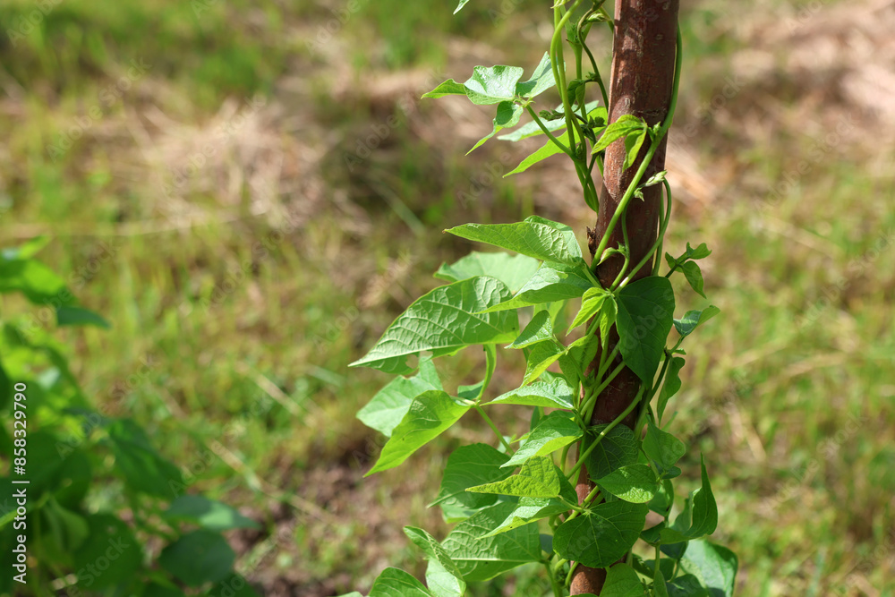 Beans are growing in the garden. Cultivation of legumes. Beans are growing in the garden. Cultivation of legumes.