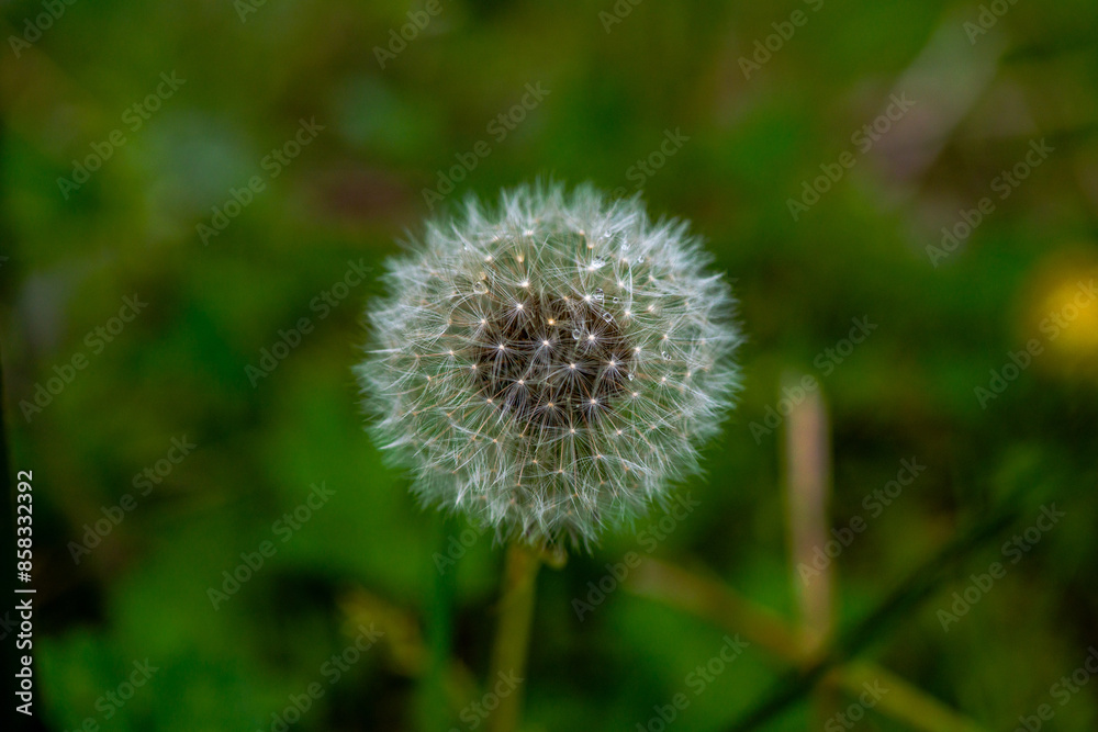 Ethereal Whispers: Macro Photo of a Dandelion Ethereal Whispers: Macro Photo of a Dandelion
