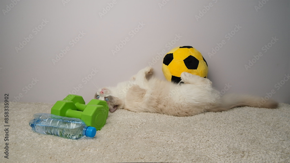 Obraz premium The cat lies next to a yellow ball, green dumbbells and a blue bottle of water.
