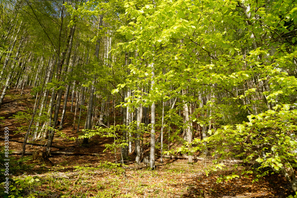 Fototapeta premium a sunlit spring forest on a warm April day in the Bavarian Alps near lake Walchensee, Bavaria Germany 
