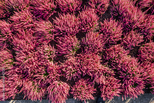 Bunte Heidekräuter in einem Beet von oben gesehenh