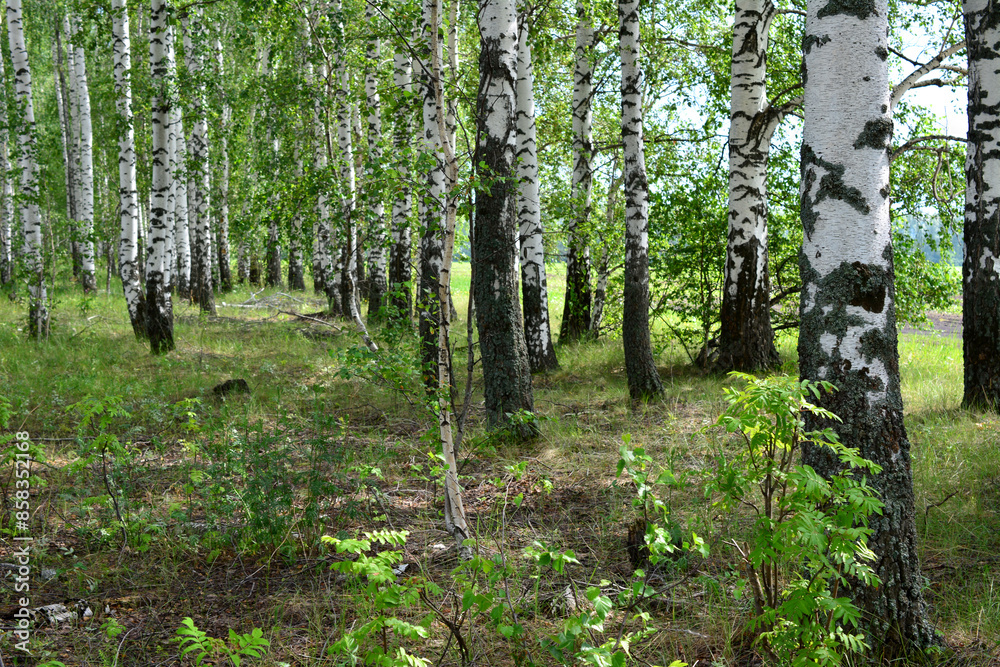 Obraz premium a forest with birch trees and a sunbeam in the background 