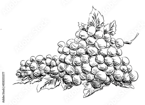 Grape ripe berries bunch sketch, vector hand drawn illustration isolated on white