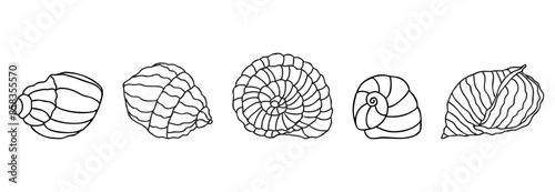 Sea shells decorative different contour drawings, vector illustration isolated on white