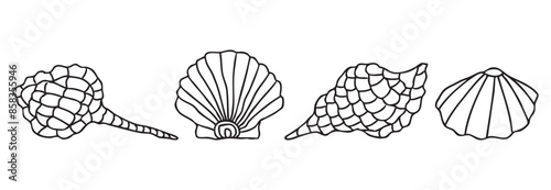Seashells different decorative contour drawings, vector illustration isolated on white