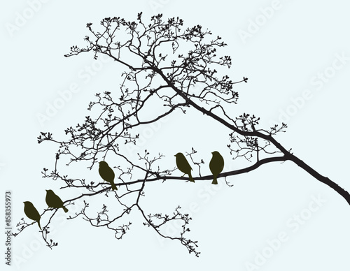 Silhouettes of sparrows birds sitting on deciduous tree branches in spring forest, vector illustration, nature bckground