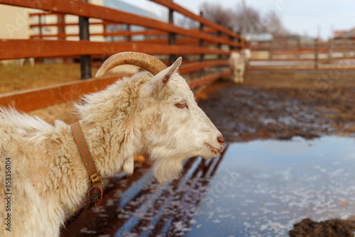 Goat are standing inside a pen on a farm, with each goat looking towards the camera. photo