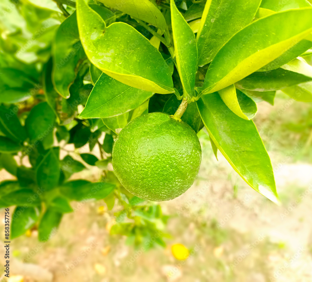 lime on tree, Orange fruit green , orange plant with fruit , orange green orange. nature photography lime on tree, Orange fruit green , orange plant with fruit , orange green orange. nature photography