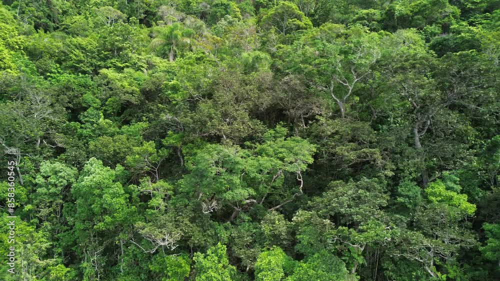 flying over the atlantic forest on the coast of ubatuba flying over the atlantic forest on the coast of ubatuba