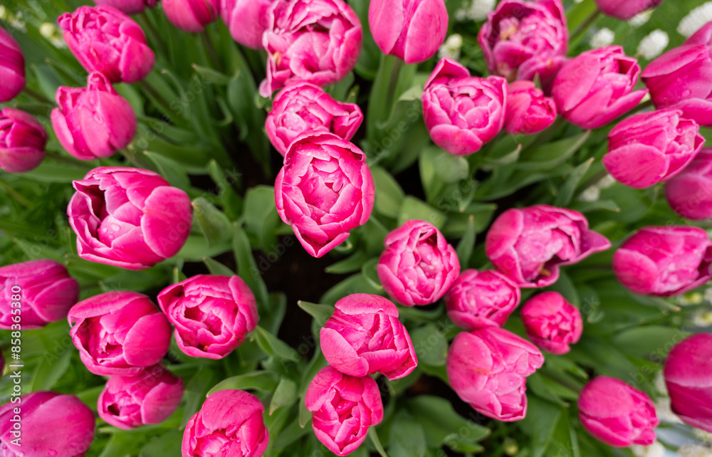 pink tulips in the garden pink tulips in the garden