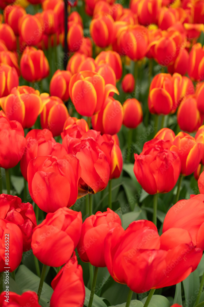 field of tulips orange field of tulips orange