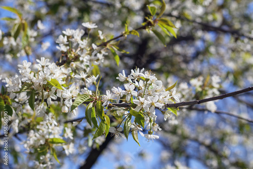 Obraz na płótnie blossoming tree in spring