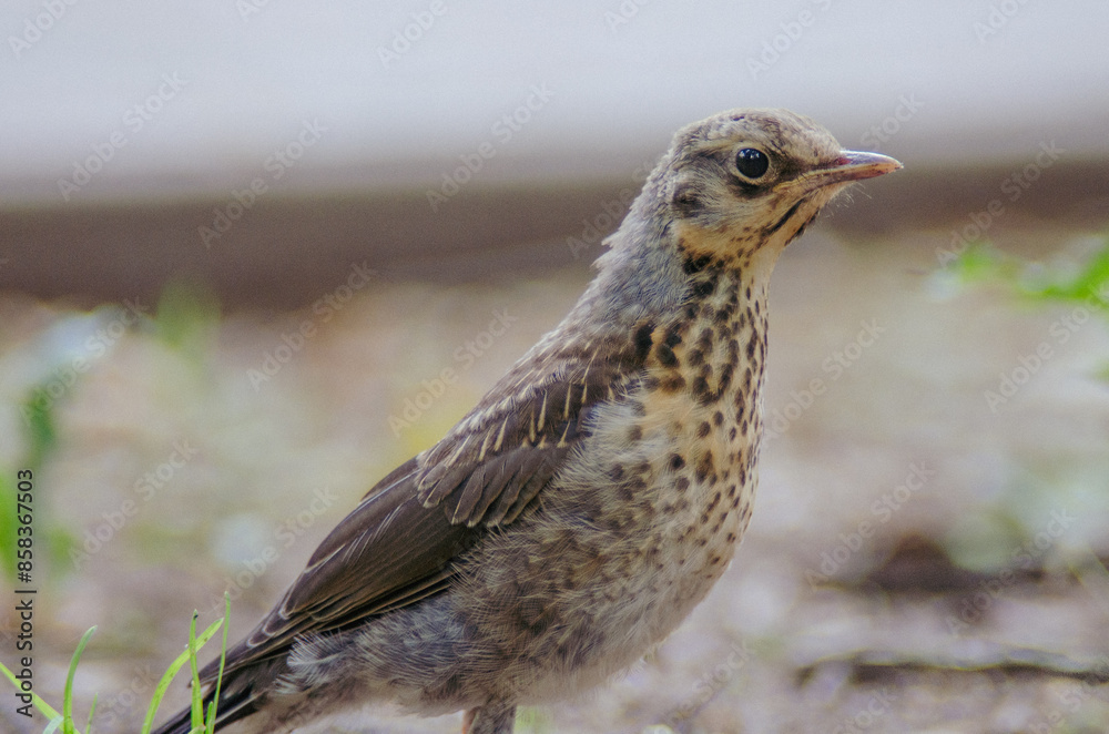 Fieldfare Thrush close-up. Portrait of a bird chick in a city park in summer. Wildlife Photography Fieldfare Thrush close-up. Portrait of a bird chick in a city park in summer. Wildlife Photography