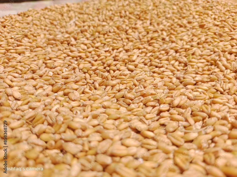 the weat  grain food image background for food banner and former poster