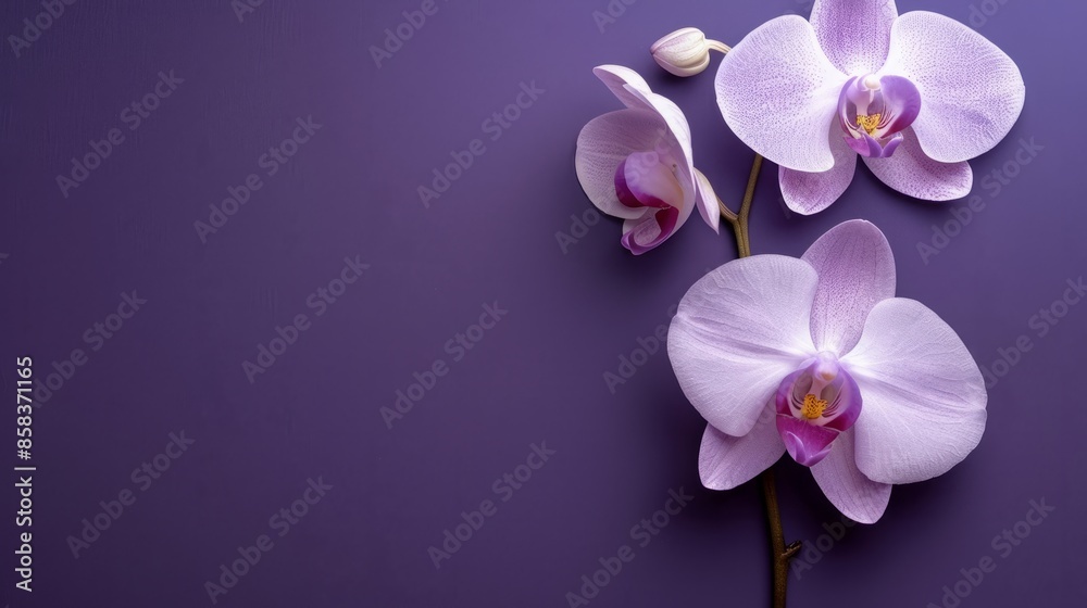 Naklejka premium Elegant orchid gracing envelope against vivid purple with ample copy space