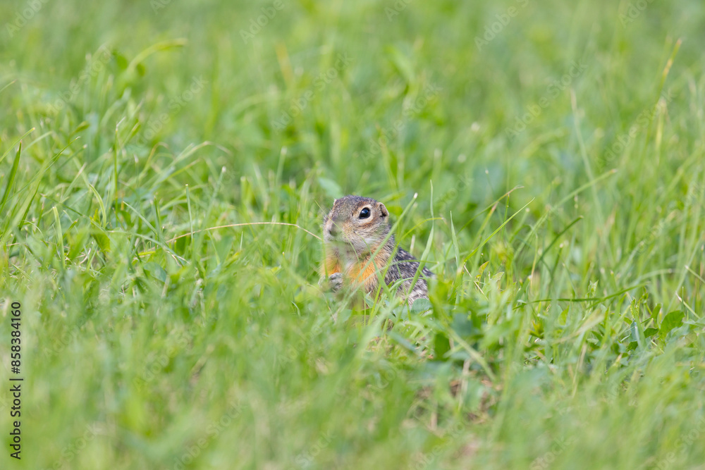 Speckled ground squirrel animal stands on its hind legs Speckled ground squirrel animal stands on its hind legs
