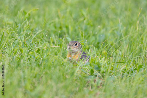 Speckled ground squirrel animal stands on its hind legs © Shchipkova Elena