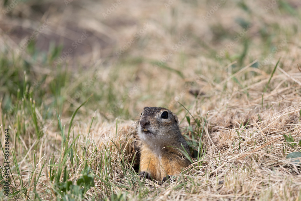 Fototapeta premium Speckled ground squirrel animal peeks out of a hole
