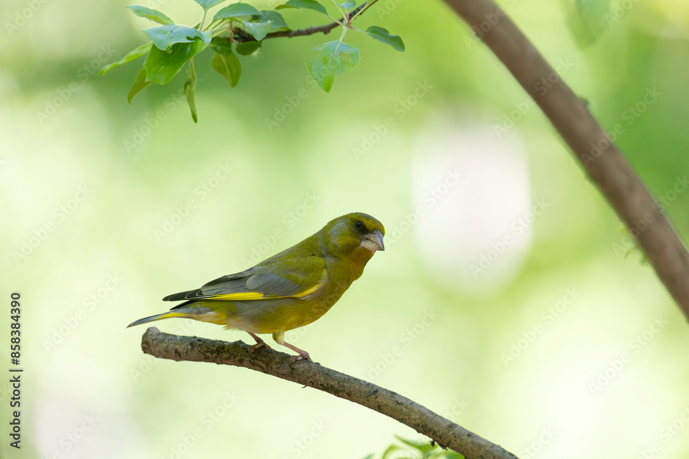 European greenfinch bird sitting on a branch against a background of green foliage European greenfinch bird sitting on a branch against a background of green foliage